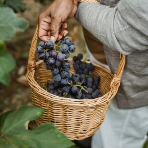 De agricultores pobres a pequeños burgueses