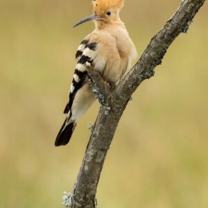 The streets are singing: urban birds, our great allies. Sunday, 7th December 2025.